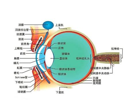 眼睛 部位|人類眼睛